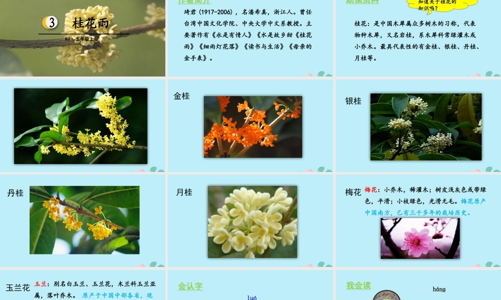 秋五年级语文上册 第一单元 第3课 桂花雨教学课件 新人教版-新人教版小学五年级上册语文课件