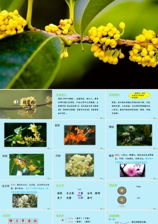 秋五年级语文上册 第一单元 第3课 桂花雨教学课件 新人教版-新人教版小学五年级上册语文课件