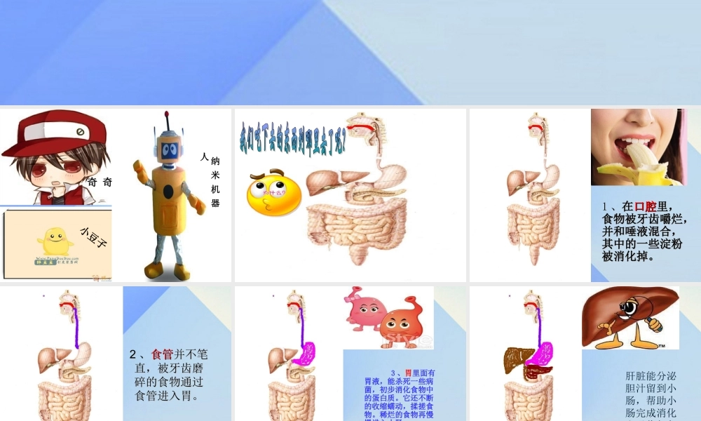 秋四年级科学上册 2.3《一次奇妙的旅行》课件1 大象版-大象版小学四年级上册自然科学课件