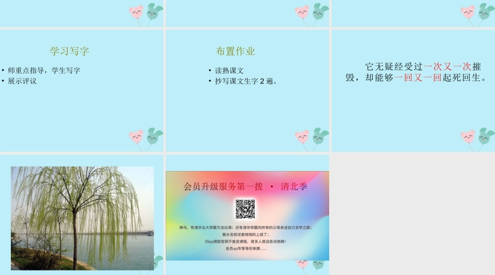 秋六年级语文上册 第五单元 15 青海高原一株柳教学课件 苏教版-苏教版小学六年级上册语文课件