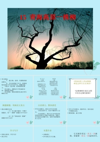 秋六年级语文上册 第五单元 15 青海高原一株柳教学课件 苏教版-苏教版小学六年级上册语文课件