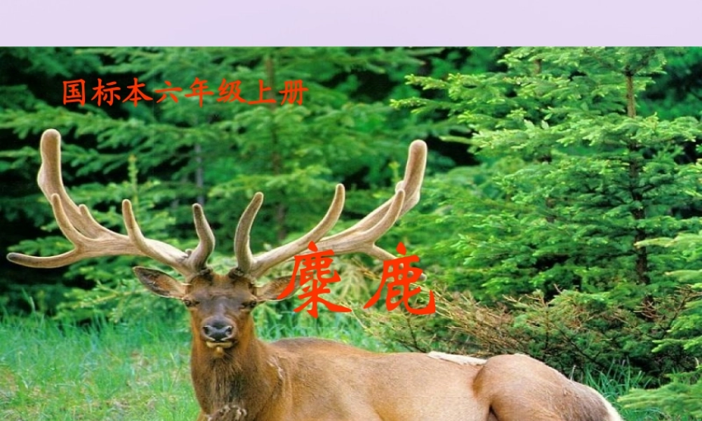 秋六年级语文上册 第五单元 17 麋鹿教学课件 苏教版-苏教版小学六年级上册语文课件