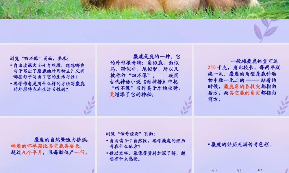 秋六年级语文上册 第五单元 17 麋鹿教学课件 苏教版-苏教版小学六年级上册语文课件