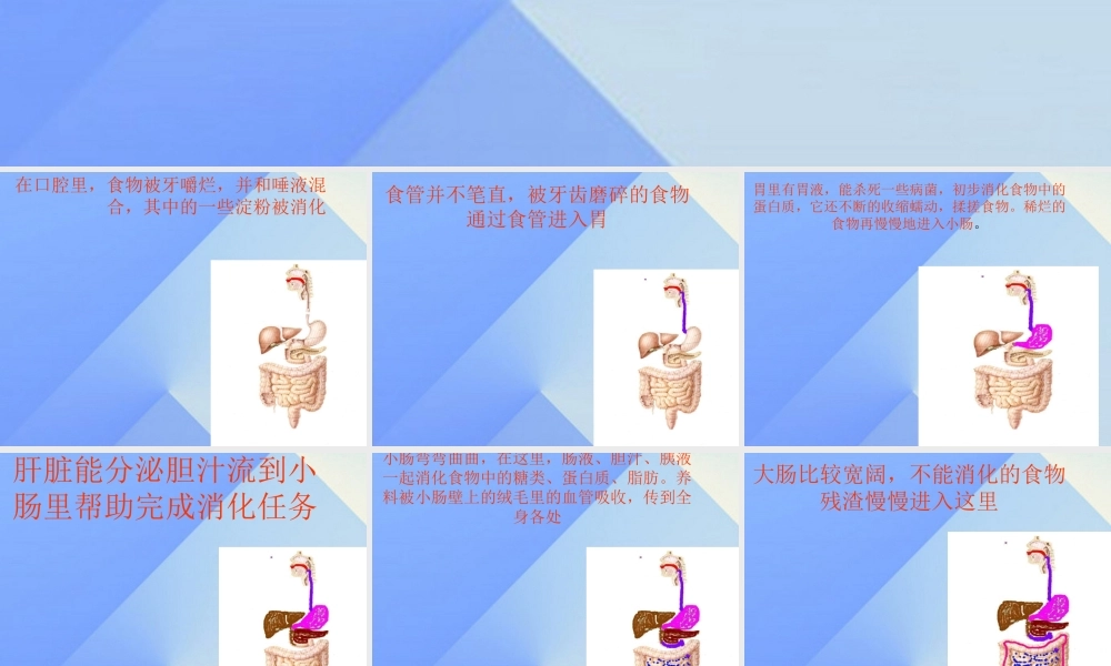 秋四年级科学上册 2.3《一次奇妙的旅行》课件5 大象版-大象版小学四年级上册自然科学课件