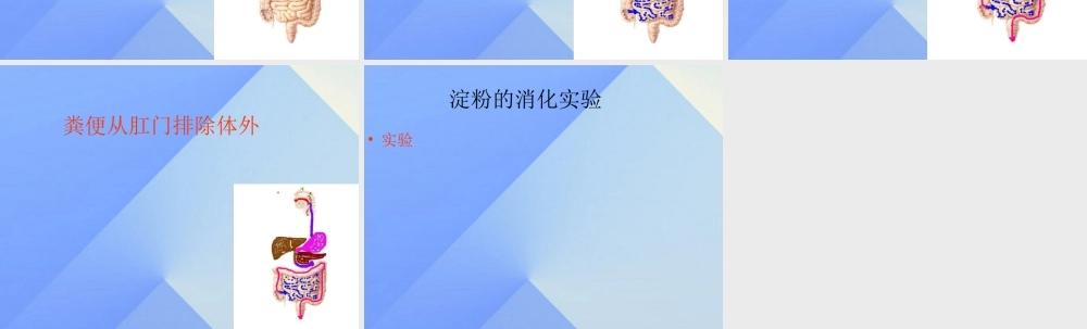 秋四年级科学上册 2.3《一次奇妙的旅行》课件5 大象版-大象版小学四年级上册自然科学课件