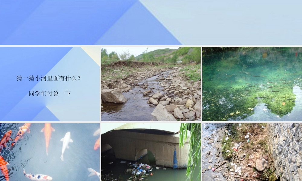 秋四年级科学上册 3.1《鱼儿的家》课件3 大象版-大象版小学四年级上册自然科学课件