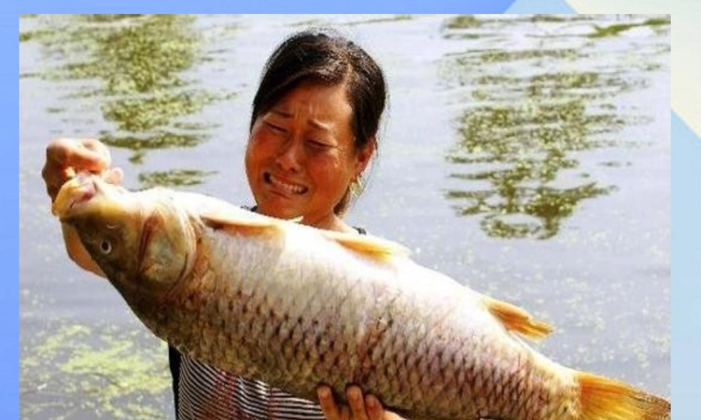 秋四年级科学上册 3.2《鱼儿生活的好吗》课件1 大象版-大象版小学四年级上册自然科学课件