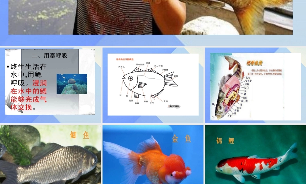 秋四年级科学上册 3.2《鱼儿生活的好吗》课件1 大象版-大象版小学四年级上册自然科学课件