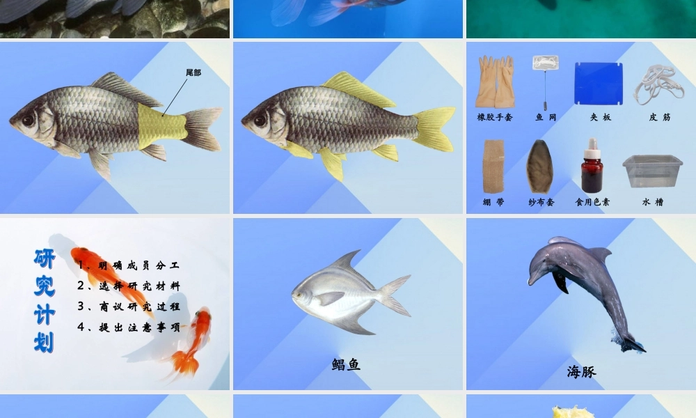 秋四年级科学上册 3.2《鱼儿生活的好吗》课件1 大象版-大象版小学四年级上册自然科学课件