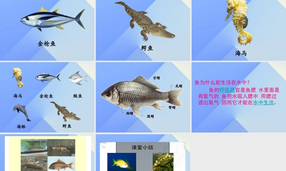 秋四年级科学上册 3.2《鱼儿生活的好吗》课件1 大象版-大象版小学四年级上册自然科学课件