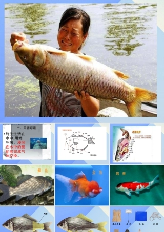 秋四年级科学上册 3.2《鱼儿生活的好吗》课件1 大象版-大象版小学四年级上册自然科学课件