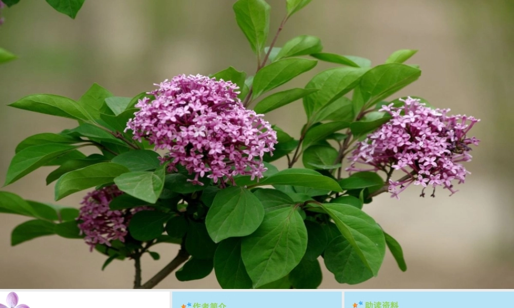 秋六年级语文上册 第一单元 2 丁香结教学课件 新人教版-新人教版小学六年级上册语文课件