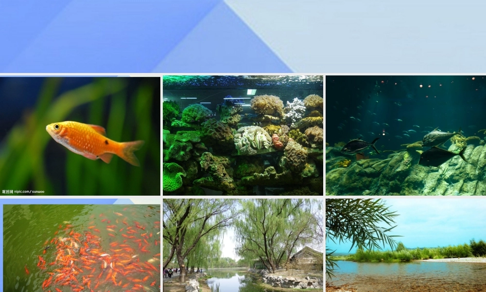 秋四年级科学上册 3.2《鱼儿生活的好吗》课件2 大象版-大象版小学四年级上册自然科学课件