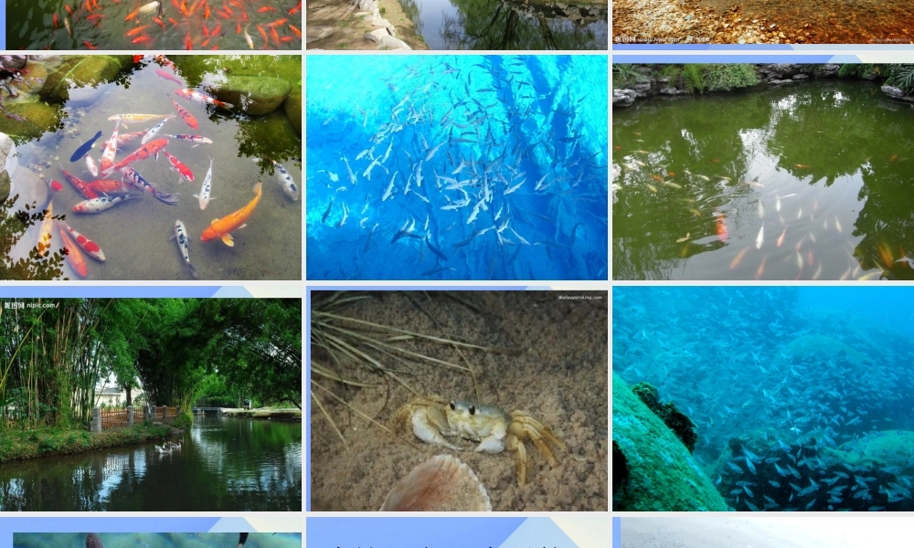 秋四年级科学上册 3.2《鱼儿生活的好吗》课件2 大象版-大象版小学四年级上册自然科学课件