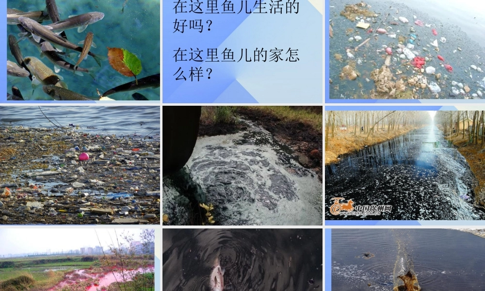 秋四年级科学上册 3.2《鱼儿生活的好吗》课件2 大象版-大象版小学四年级上册自然科学课件