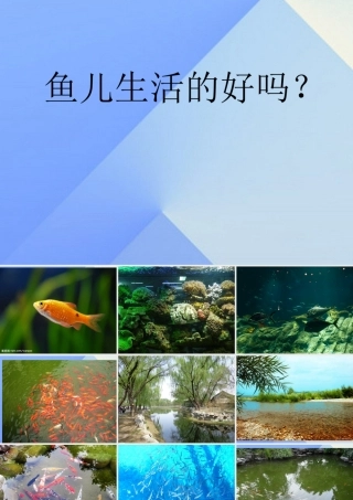 秋四年级科学上册 3.2《鱼儿生活的好吗》课件2 大象版-大象版小学四年级上册自然科学课件