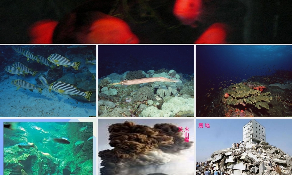 秋四年级科学上册 3.2《鱼儿生活的好吗》课件3 大象版-大象版小学四年级上册自然科学课件