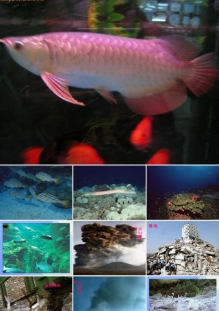 秋四年级科学上册 3.2《鱼儿生活的好吗》课件3 大象版-大象版小学四年级上册自然科学课件