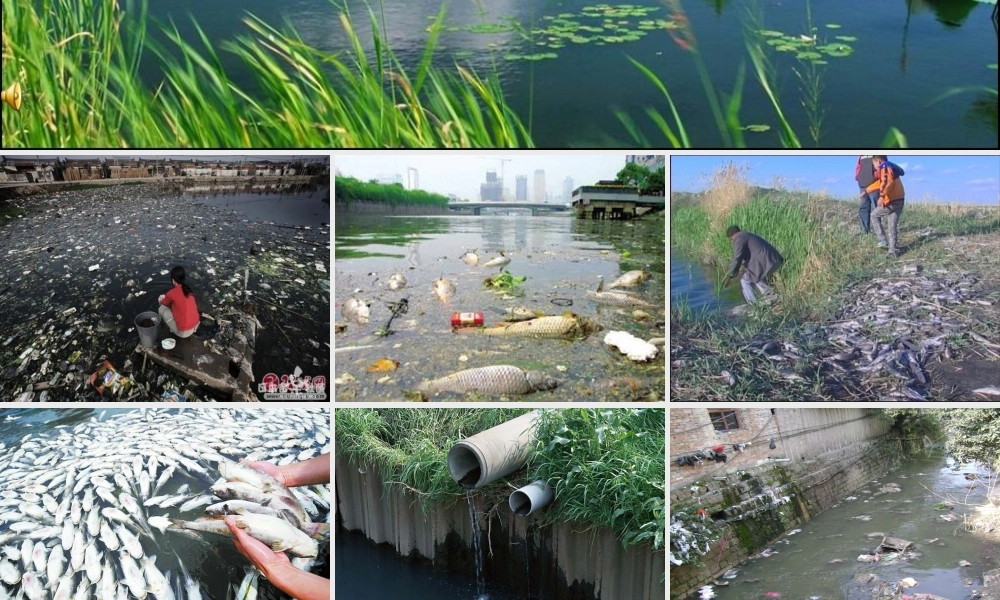 秋四年级科学上册 3.3《还鱼儿一个美丽的家》课件1 大象版-大象版小学四年级上册自然科学课件