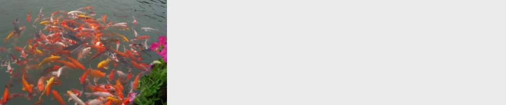 秋四年级科学上册 3.3《还鱼儿一个美丽的家》课件1 大象版-大象版小学四年级上册自然科学课件