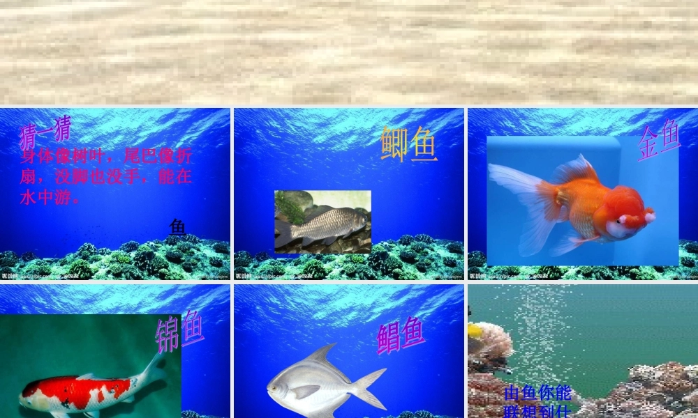 秋四年级科学上册 3.4《鱼儿的奥秘》课件1 大象版-大象版小学四年级上册自然科学课件