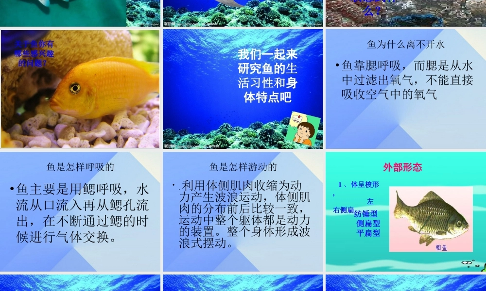 秋四年级科学上册 3.4《鱼儿的奥秘》课件1 大象版-大象版小学四年级上册自然科学课件