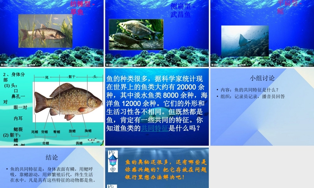 秋四年级科学上册 3.4《鱼儿的奥秘》课件1 大象版-大象版小学四年级上册自然科学课件