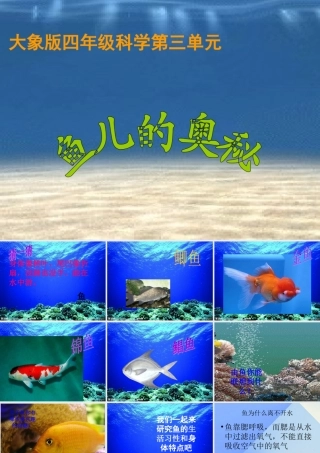 秋四年级科学上册 3.4《鱼儿的奥秘》课件1 大象版-大象版小学四年级上册自然科学课件