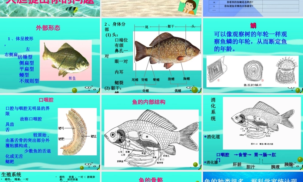 秋四年级科学上册 3.4《鱼儿的奥秘》课件2 大象版-大象版小学四年级上册自然科学课件