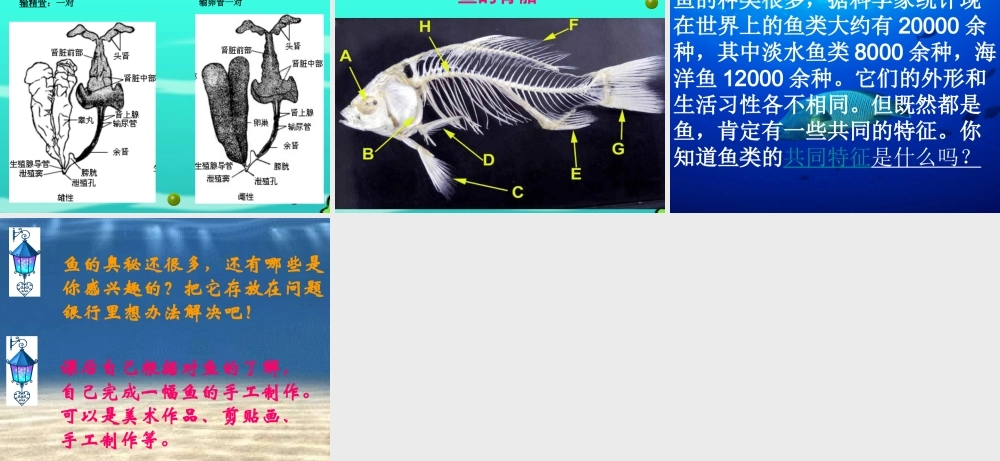 秋四年级科学上册 3.4《鱼儿的奥秘》课件2 大象版-大象版小学四年级上册自然科学课件