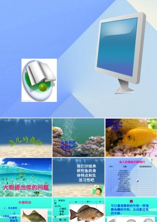 秋四年级科学上册 3.4《鱼儿的奥秘》课件2 大象版-大象版小学四年级上册自然科学课件
