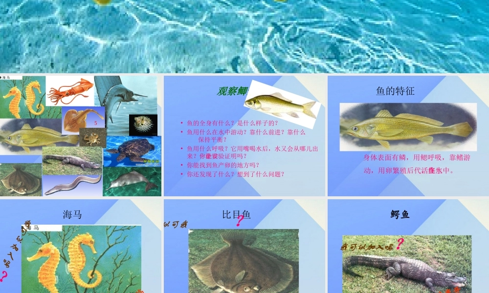 秋四年级科学上册 3.4《鱼儿的奥秘》课件4 大象版-大象版小学四年级上册自然科学课件