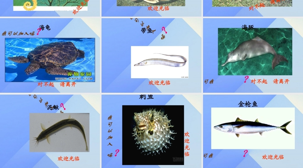 秋四年级科学上册 3.4《鱼儿的奥秘》课件4 大象版-大象版小学四年级上册自然科学课件
