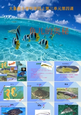 秋四年级科学上册 3.4《鱼儿的奥秘》课件4 大象版-大象版小学四年级上册自然科学课件