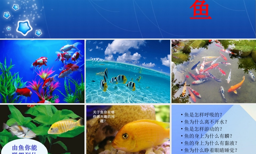 秋四年级科学上册 3.4《鱼儿的奥秘》课件5 大象版-大象版小学四年级上册自然科学课件