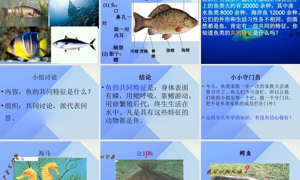 秋四年级科学上册 3.4《鱼儿的奥秘》课件5 大象版-大象版小学四年级上册自然科学课件