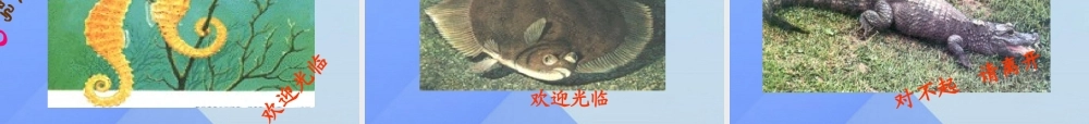 秋四年级科学上册 3.4《鱼儿的奥秘》课件5 大象版-大象版小学四年级上册自然科学课件