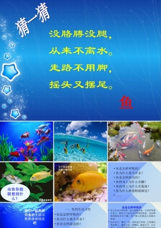 秋四年级科学上册 3.4《鱼儿的奥秘》课件5 大象版-大象版小学四年级上册自然科学课件