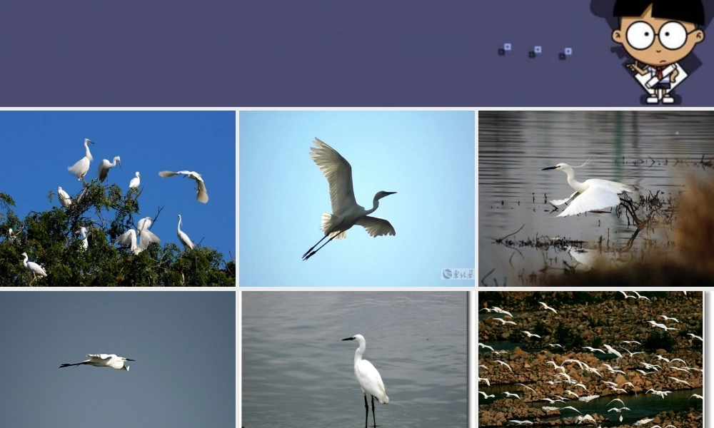 秋五年级语文上册《鹭鸶》课件 冀教版-冀教版小学五年级上册语文课件