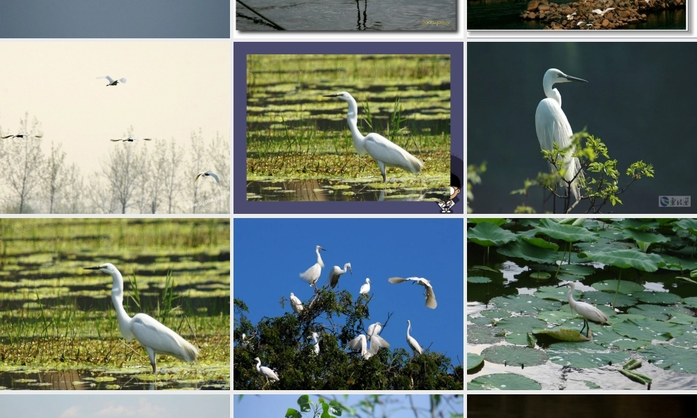 秋五年级语文上册《鹭鸶》课件 冀教版-冀教版小学五年级上册语文课件