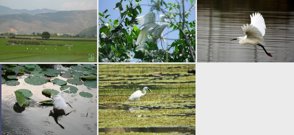 秋五年级语文上册《鹭鸶》课件 冀教版-冀教版小学五年级上册语文课件