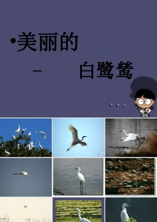 秋五年级语文上册《鹭鸶》课件 冀教版-冀教版小学五年级上册语文课件