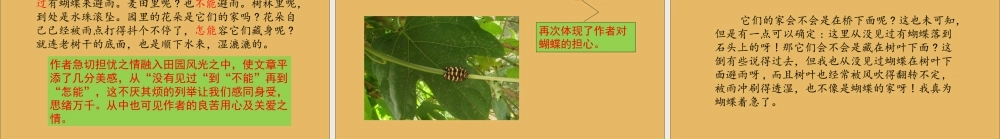 秋四年级语文上册 第二单元 8 蝴蝶的家教学课件 新人教版-新人教级上册语文课件