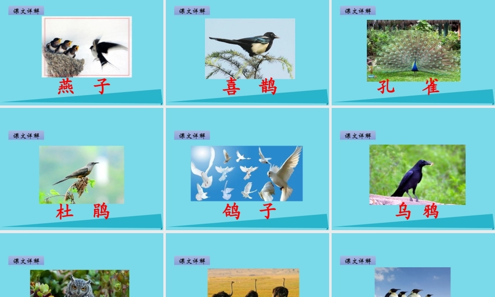 （秋季版）二年级语文上册 第2单元 汉字家园一④鸟的乐园课件 长春版-长春版小学二年级上册语文课件