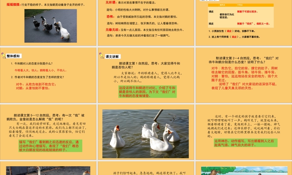 秋四年级语文上册 第六单元 18 牛和鹅教学课件 新人教版-新人教版小学四年级上册语文课件