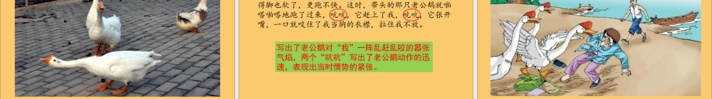秋四年级语文上册 第六单元 18 牛和鹅教学课件 新人教版-新人教版小学四年级上册语文课件