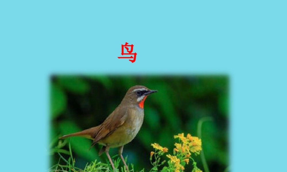 （秋季版）二年级语文上册 第3单元 鸟课件1 长春版-长春版小学二年级上册语文课件