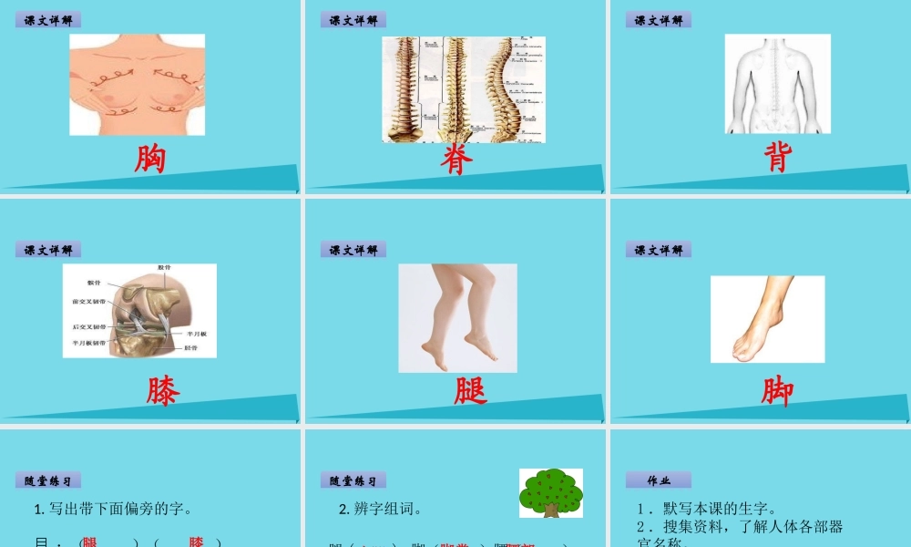 （秋季版）二年级语文上册 第5单元 汉字家园二-②课件 长春版-长春版小学二年级上册语文课件