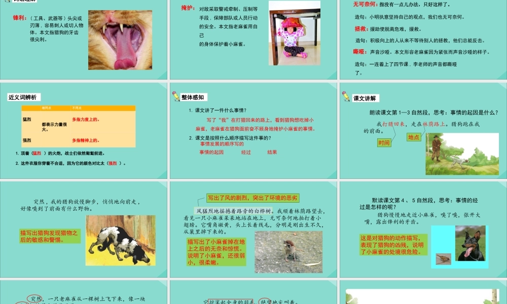 秋四年级语文上册 第五单元 16 麻雀教学课件 新人教版-新人教版小学四年级上册语文课件