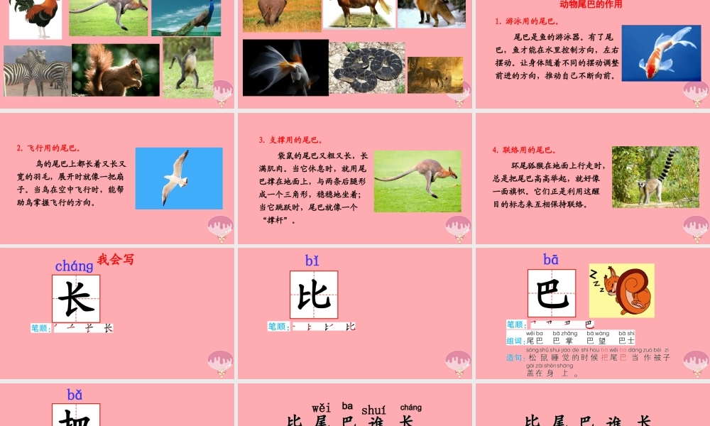 （秋季版）一年级语文上册 第6课 比尾巴课件 新人教版-新人教版小学一年级上册语文课件